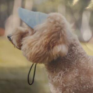 Pet Baseball Cap XL (2 pack)